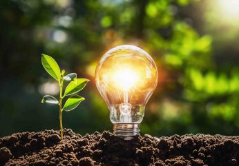 Light bulb seedling